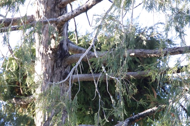 Drooping Cedar Branches in Winter Light