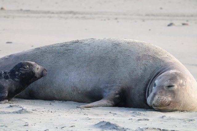 Mother Elephant Seal and Pup Resting on Beach