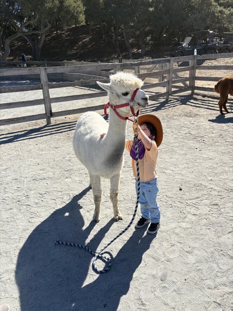 Llama Love at Carmel Valley