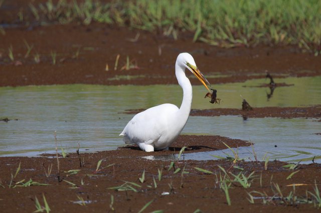 Great Egret Catches Crayfish in Shallow Wetland