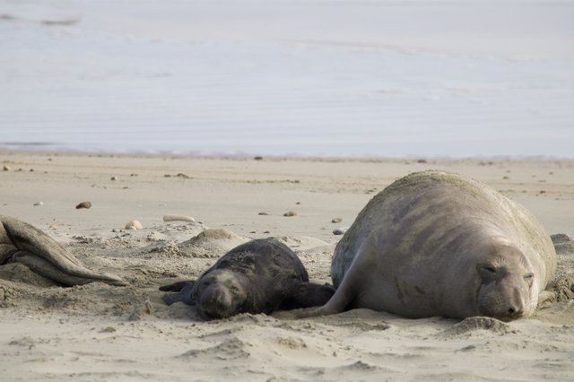 Mother and Pup Elephant Seals Resting on Beach