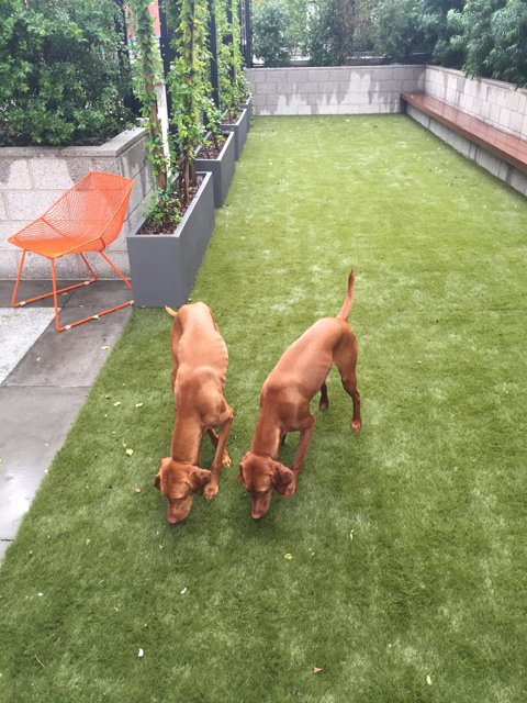Canine Playtime on the Lawn