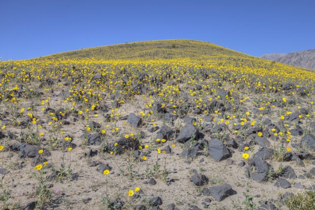 Hill covered in yellow wildflowers under a blue sky