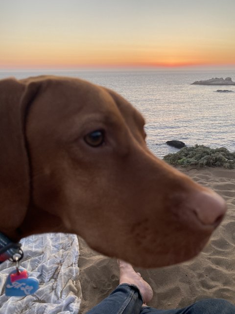 Sunset Puppy Beach Portrait