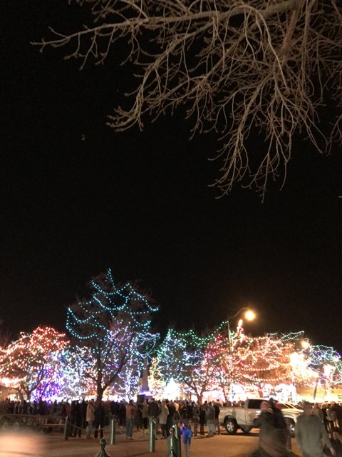 Glowing tree in Santa Fe