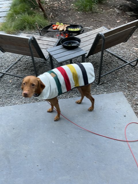 Stylish Canine Struts Its Stuff in Colorful Jacket