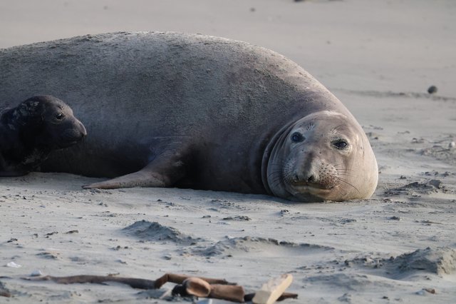 Elephant Seals Resting on Sandy Beach at Drakes Beach