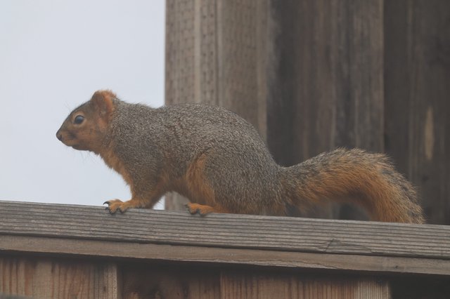Fox Squirrel Perched on Wooden Deck Railing