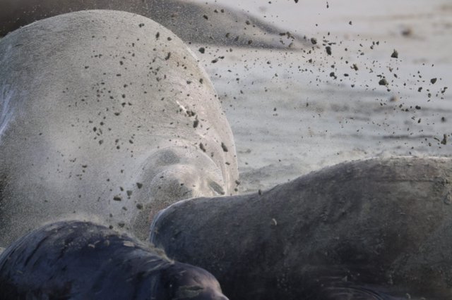 Elephant Seal Pups Resting on Sandy Beach