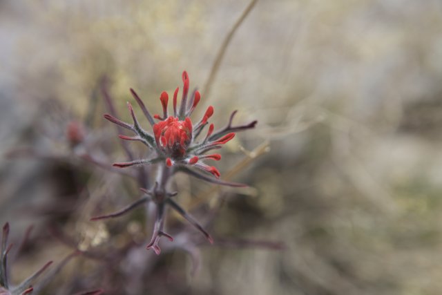 Vibrant Red Geranium in the Desert