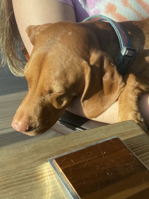 Sleeping Dog on the Wood Table