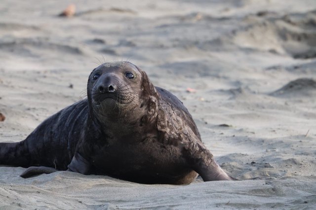 Elephant Seal Pup Resting on Drakes Beach Sand