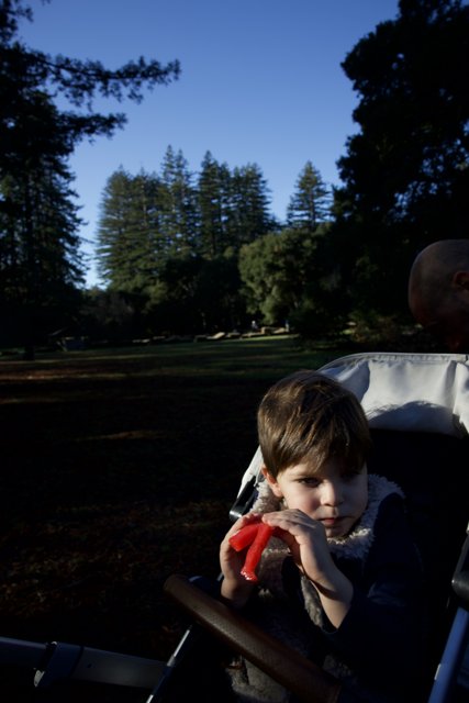 Afternoon Stroll in Filoli Woods