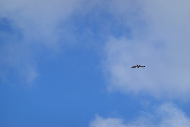 Majestic Bird Soaring Through the Clouds