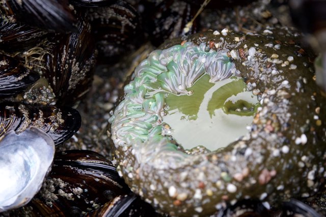 Giant Green Anemone Exposed Among Tidal Mussels