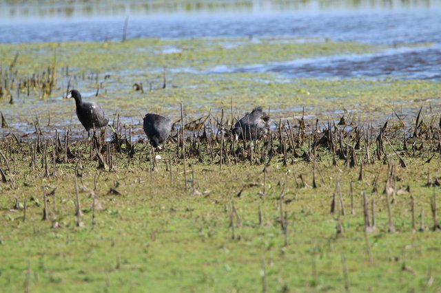 American Coots Foraging in Flooded Agricultural Wetlands