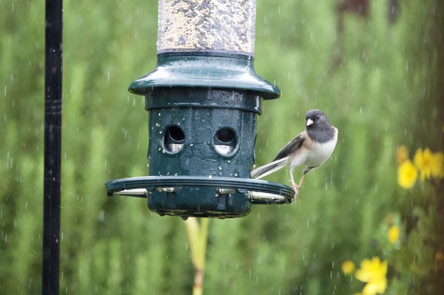 Junco Braving the Rain at Bird Feeder