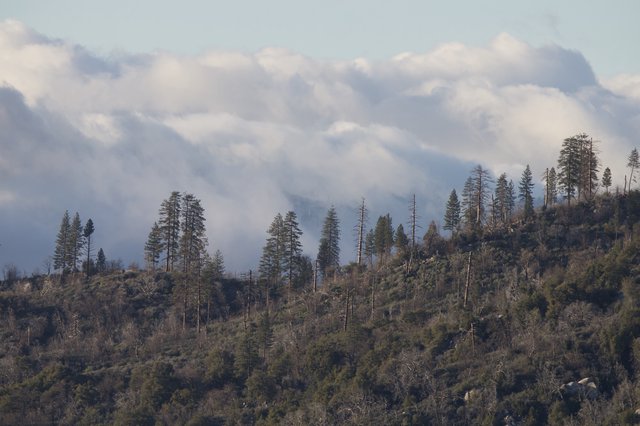 Smoky Mountain Ridge with Sparse Conifer Forest