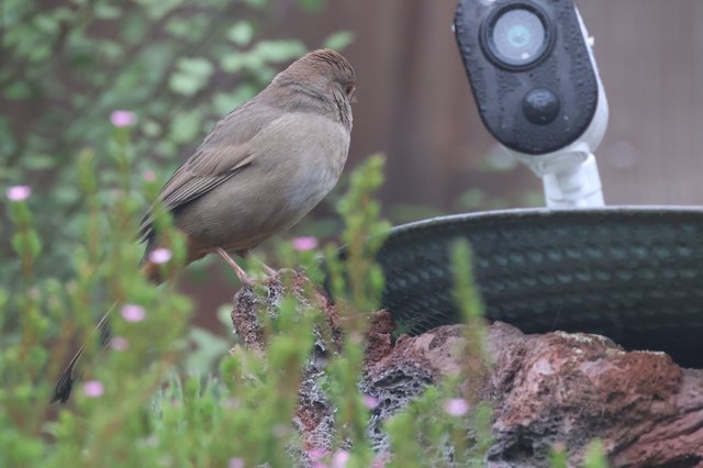 Small Bird Perched Near Security Camera in Garden