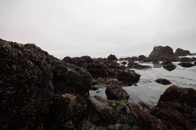Mussel-Covered Rocks at Low Tide Coastal Pools