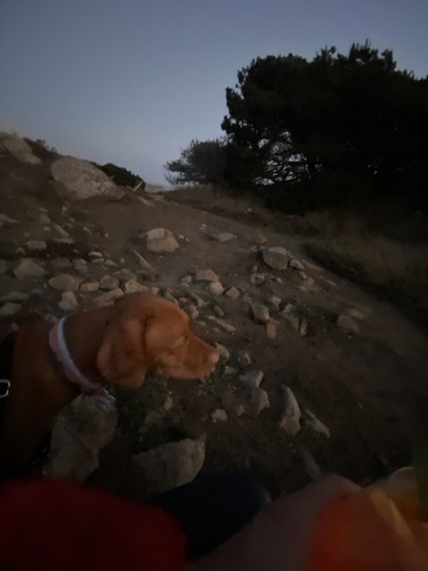 Rocky Canine View