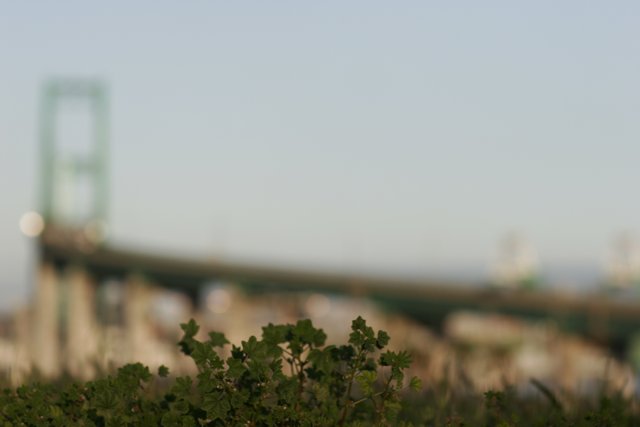 Greenery on the Metropolis Bridge