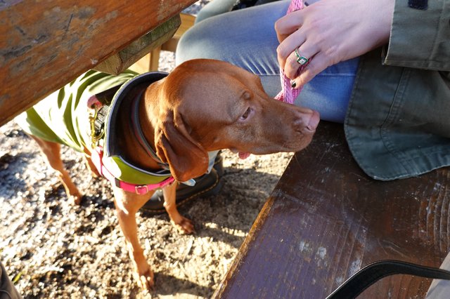 Dachshund Receives Gentle Petting from Owner