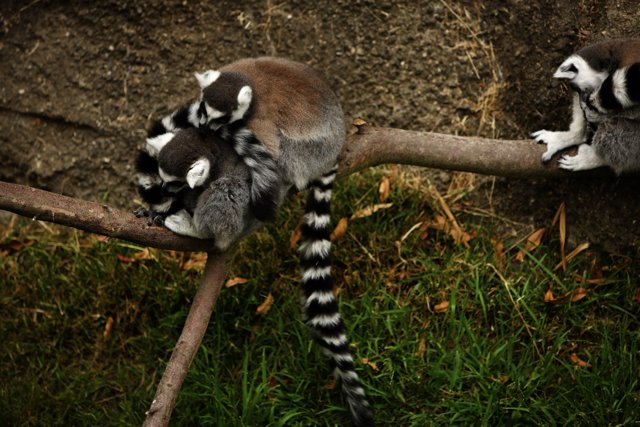 Lemur Loveliness at Oakland Zoo