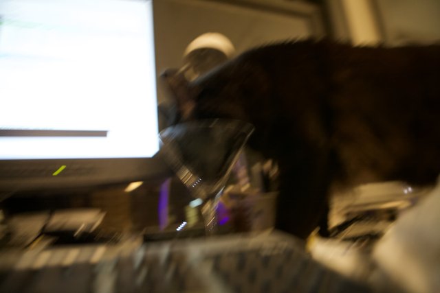 Keyboard Kitty
