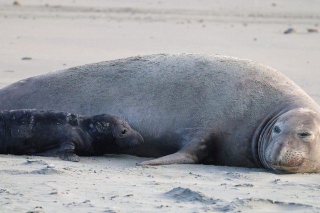 Elephant Seal Mother and Pup Resting on Beach