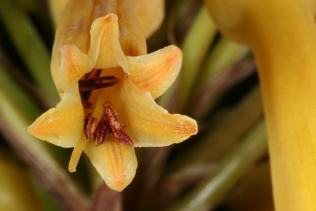 Brown Petals of a Yellow Flower