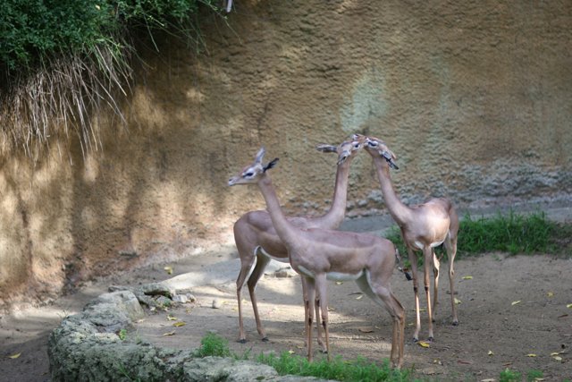 The Trio of Gazelles