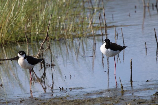 Black-necked Stilts Wading in Wetland Habitat