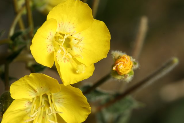 Yellow Petals in Bloom