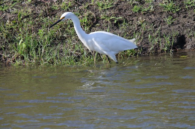 Snowy Egret Foraging Along Muddy Wetland Shore