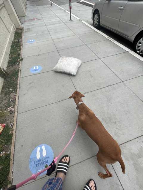 A Canine Companion on the City Sidewalk