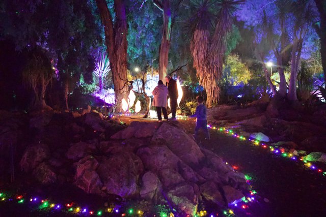 Enchanted Nocturnal Stroll