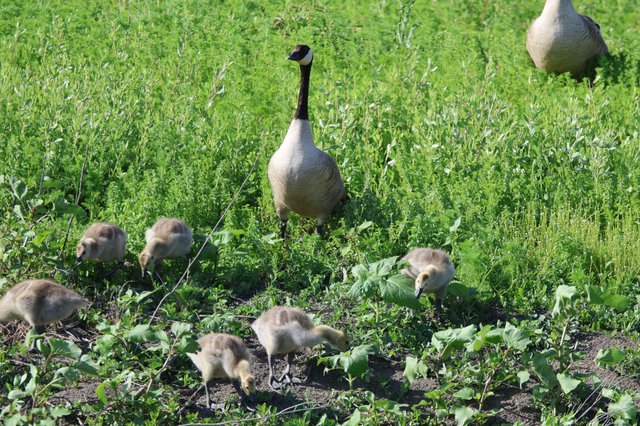 Canada Goose Family Foraging in Wetland Grassland
