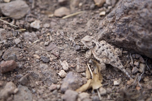 Tiny Lizard on Gravel