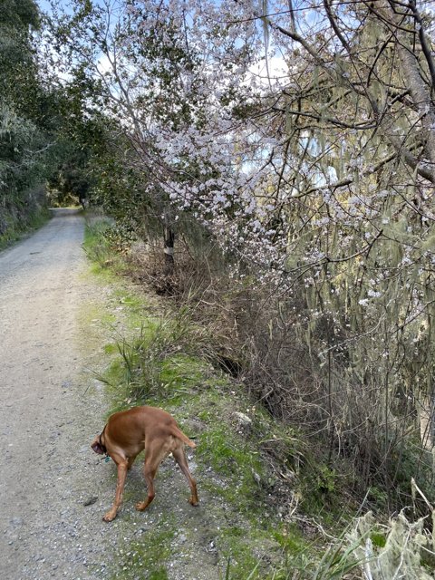 Canine Adventures in Carmel