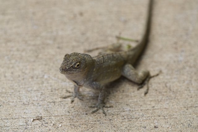 Gracious Gecko: A Close Encounter
