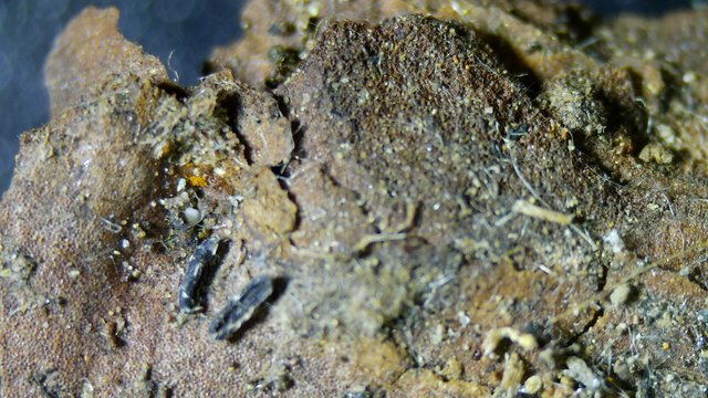 Macro View of Crumbling Rock and Organic Debris