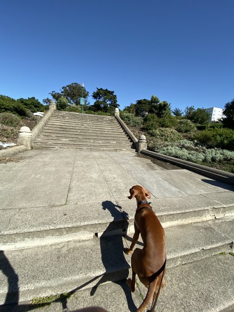 Stairway Pup