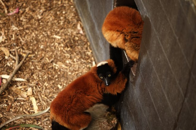 Lemurs Live: A Wall Climbing Adventure