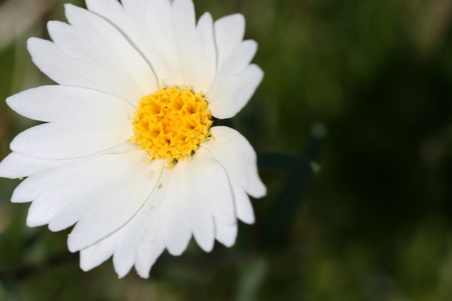 White Daisy in the Green Field