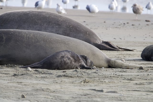 Elephant Seal Mother and Nursing Pup at Drakes Beach
