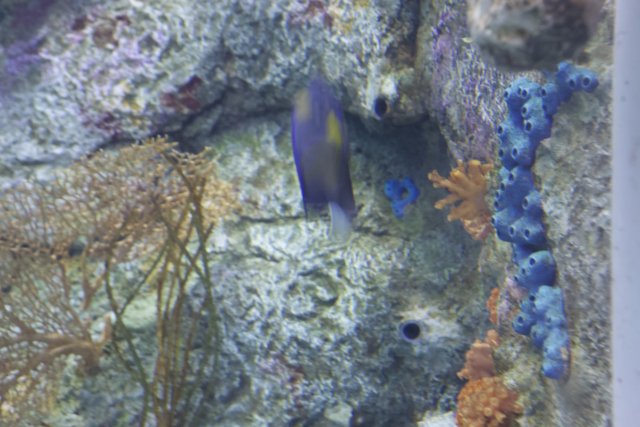 Blue and Yellow Fish in Penelope Aquarium