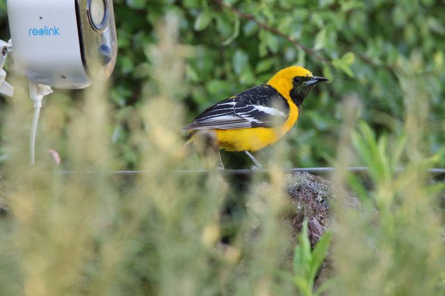 Hooded Oriole Perched Near Security Camera