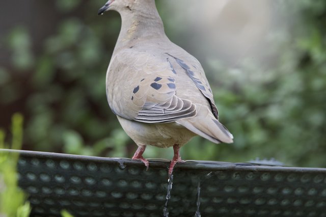 Mourning Dove Perched at Garden Bird Bath