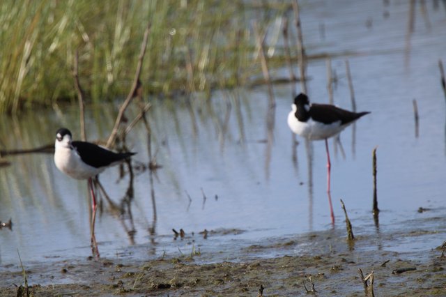 Black-necked Stilts Foraging in Shallow Wetland Waters